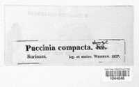 Puccinia compacta image